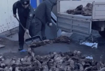 Кәсіпкер заңсыз цех ашып, тартылған етке тұяқ қосқан