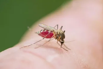 In China, a dangerous virus has spread through mosquitoes