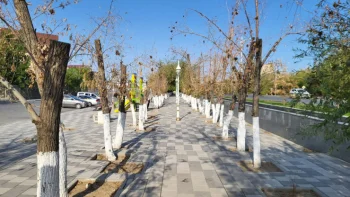 Қызылорда облысында күрделі жөндеуден кейін ағаштар жаппай қурап жатыр