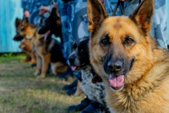 Қызылордада иісшіл иттердің көмегімен 139 қылмыс ашылды