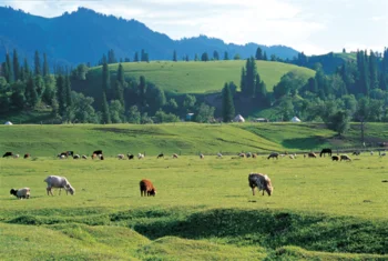 Қызылорда облысында 43 мың гектар жер мемлекет меншігіне қайтарылды